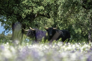 Dehesa y Toro