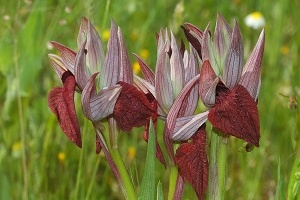 Orquídeas
