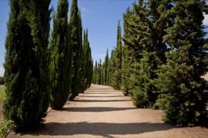 B_COLUMBARIOS_ROMANOS_06